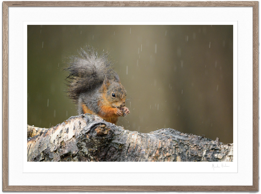 Squirrel in Rain